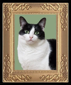 Green Eyed Black n White Cat Miniature Dollhouse Art Picture 8076 - Picture 1 of 1