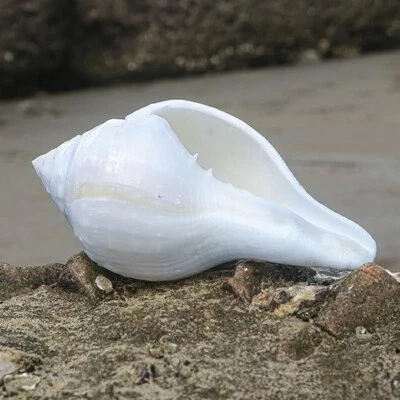 Large Pooja Shankh Seashell Conch Shell Rare Real Beach Home Deco 3.5-4" Large - Image 1 of 4