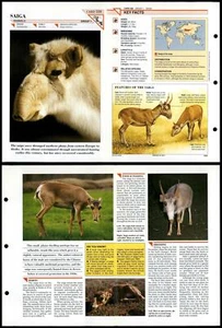 Saiga #338 Mammals Wildlife Fact File Fold-Out Card - Picture 1 of 1