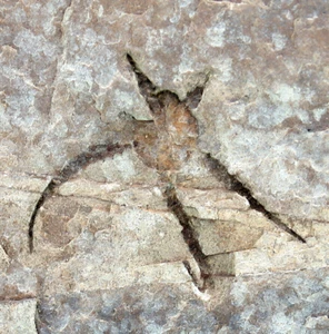 Devon Stephanoura belgica Ophiurida Schlangenstern Velbert Langenhorst 4893 - Picture 1 of 2