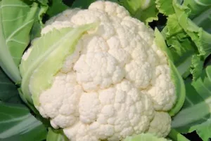 Coliflor blanca - bola de nieve - más de 50 semillas - ¡CRUJIENTE y FINA! B 001 - Imagen 1 de 1
