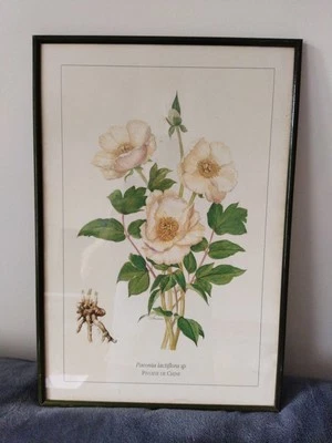 Lithographie ,gravure aquarellée   planche botanique De Pivoine De Chine Signé  - Photo 1/4