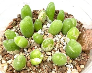 Mesembs Pflanze - Gibbaeum pilosulum MG1514.6 - superhaarig, EINE Pflanze aus Topf! - Bild 1 von 1