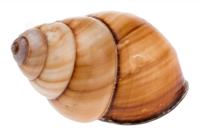 NaDeco® Helicostyla rufogastra 4-5cm | Landschnecke