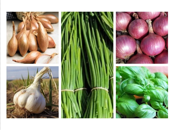 350 SEMI MIX DI SEMI PER ORTO (ERBE ARMOMATICHE, AGLIO,CIPOLLA) - + OMAGGIO - Immagine 1 di 1