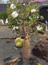 Palmera de Magascar  pachypodium lamerei 10 semillas - seeds