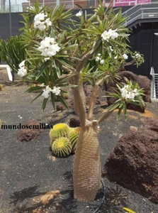 Palmera de Magascar pachypodium lamerei 20 semillas - seeds - Imagen 1 de 1