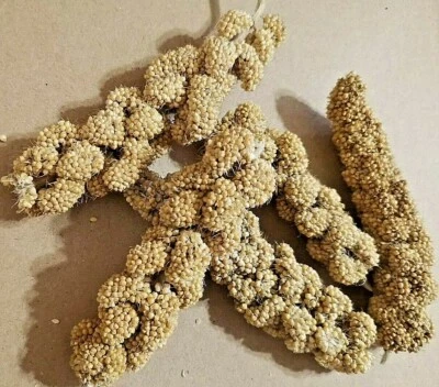 8-10 PIECES OF SPRAY MILLET FOR HAMSTERS, MOUSE OR OTHER SMALL ANIMALS
