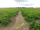 Photo 6X4 Footpath Through A Field Of Sugar Beet Ellingham/Tm3692  C2012