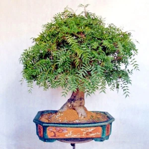 10 Chinese Pistachio Pistache, Pistacia chinensis Tree Seeds Fall Color Bonsai - Picture 1 of 12