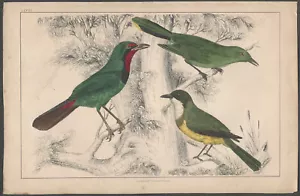 Plato de historia natural inglés coloreado a mano del siglo XIX del bosque pájaros cantores pájaros - Imagen 1 de 1