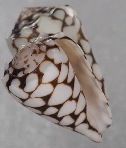 Conus  crosseanus  great - Picture 1 of 2