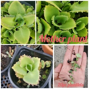 Mother of Thousands Kalanchoe Mini Plantlets Lot of 20 - Picture 1 of 5