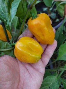 Habanero Granada condimento chile - 5+ semillas - semillas - ch 231 - Imagen 1 de 2