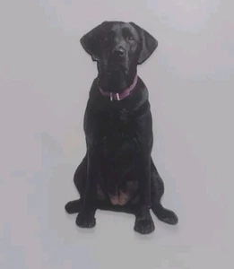 Black Lab Dog Shaped Magnet - Picture 1 of 8