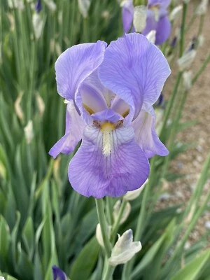 Iris Tall Bearded - Image 1 of 4