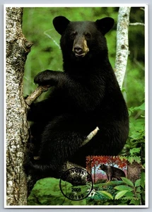 #3899e Northeast Deciduous Forest Black Bear FDC Maxi Card - Picture 1 of 2