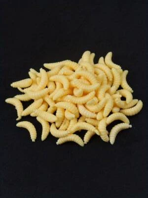 25x Künstliche Bienenmaden Maden | Gummimaden Angelmaden Angelzubehör Köder - Bild 1 von 4