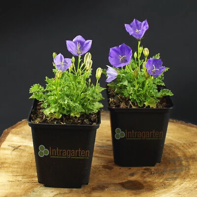 Campanula carpatica blu clip pianta perenne crescita varia - Immagine 1 di 2