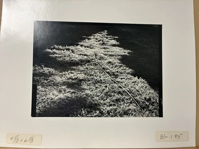 Oliver Gagliani Signed Proof Photograph – Untitled (Icy Grass) - Image 1 of 4