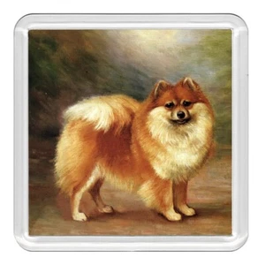 Pomeranian Dog Acrylic Coaster Novelty Drink Cup Mat Great Gift - Picture 1 of 1