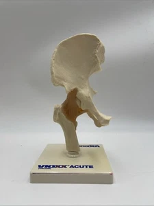 Vioxx Funktionelles Hüftgelenk Modell Anatomie Menschlicher Körper Simulation Bänder - Bild 1 von 4