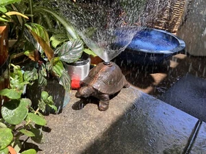 Vintage Cast Iron Tortoise Sprinkler Old Patina Turtle Fountain Water Feature - Picture 1 of 7