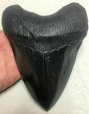 HUGE HEAVY meglodon tooth RESTORED REPLICA  71/4 inches TRULY A SUPER TOOTH - Image 1 of 4