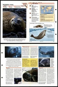 Weddell Seal #201 Mammals Wildlife Fact File Fold-Out Card - Picture 1 of 1