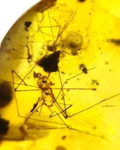 Cretaceous Fossil Burmese amber burmite mosquito insect amber Fossil Myanmar - Picture 1 of 8
