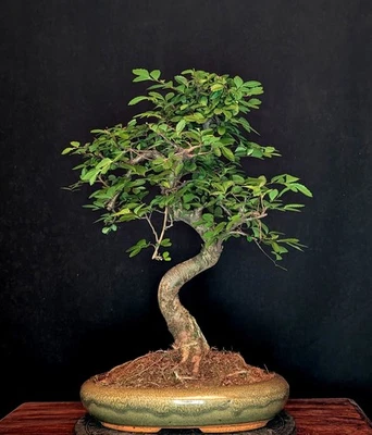 BONSAI CHINESISCHE ULME ULMUS PARVIFOLIA INDOOR BAUM PFLEGELEICHT !!! - Bild 1 von 4