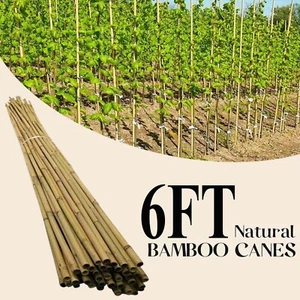 6FT LARGE BAMBOO CANES HEAVY DUTY GARDEN PLANT SUPPORT TRELLIS POLES STAKES - Picture 1 of 29