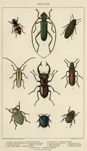 ESCARABAJOS: Auténtico cromolitografo de piedra de historia natural verdadera de 1902 (fechado) - Imagen 1 de 1