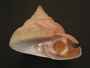 Deep H2O Beauty...PLEUROTOMARIA HIRASEI w/o~68mm~China SEASHELL - Picture 1 of 3
