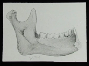 Glass Magic Lantern Slide A HUMAN JAW BONE C1920 ANATOMY DRAWING - Picture 1 of 2