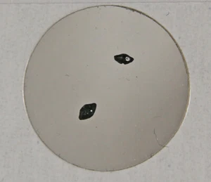 Ptychotrygon vermiculata – Bear, DE - Picture 1 of 5