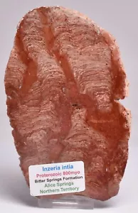 STROMATOLITE INZERIA INTIA FOSSIL SLICE, AUSTRALIA S321 - Foto 1 di 6