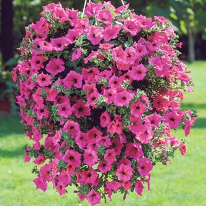 50 Rose Pink Petunia Flower Seeds Winter Heaven Scented Trailing Plant UK Annual - Picture 1 of 6