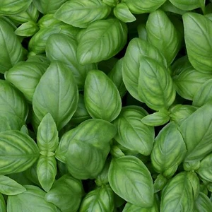 Basil - Genovese Basil Seed - Picture 1 of 1