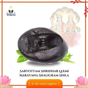 Sarvottam Shridhar Laxmi Narayana Shaligram Shila - EBS18 - Picture 1 of 5
