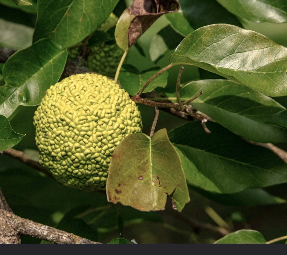 Maclura pomifera | Osage orange | Hedge apple - Naranja de Osage | Manzana de se - Imagen 1 de 1