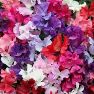 25 Mammoth Mix Sweet Pea Seeds Flowers Seed Flower Annual Bee Butterfly 336 - Picture 1 of 12