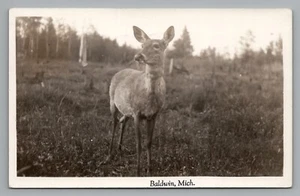 RPPC ein Hirsch in Baldwin Michigan 1940er Jahre Stempel echte Mi Wildtiere Postkarte - Bild 1 von 2