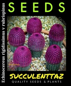 Echinocereus rigidissimus v rubrispinus 12 x Seeds Cactus Cacti Trackable post - Picture 1 of 4