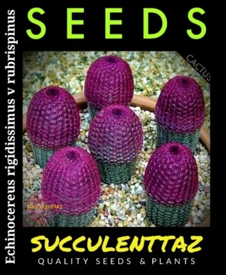  Echinocereus rigidissimus v rubrispinus 12 x Seeds Cactus Cacti Trackable post  - Image 1 of 4