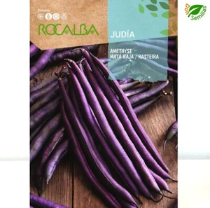 Judia Amethyst (Enana violeta) ( 30 gr / 100 semillas aprox ) Judía DON_LEGU - Imagen 1 de 4