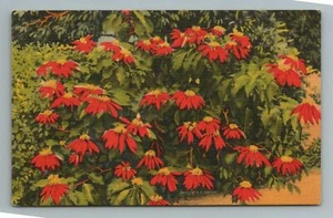 Scarlett Poinsettia Blossom, Florida Postcard - Picture 1 of 2