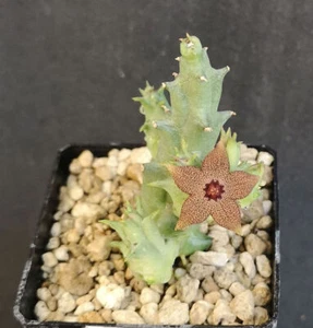 Orbea cooperii ,large cluster , Phyto available - Bild 1 von 2