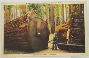 CALIFORNIA Humboldt State Redwood Park Fallen Giant Tree CA Postcard - Picture 1 of 2
