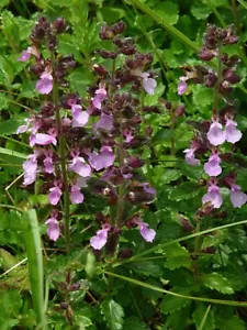 WALL GERMANDER - Teucrium chamaedrys 10+ Semillas planta de hoja perenne E 367 - Imagen 1 de 1